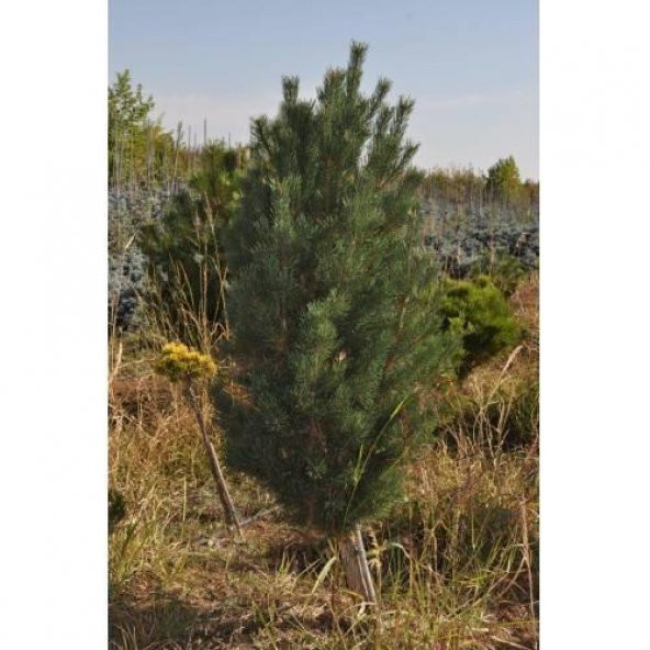 TÜPLÜ KARA ÇAM FİDANI BOY 120-150CM