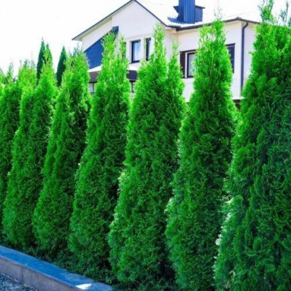 SAKSIDA AMERİKAN SMARGAT MAZI ÇAMI FİDANI 1-2 YAŞ 50-60CM BOY