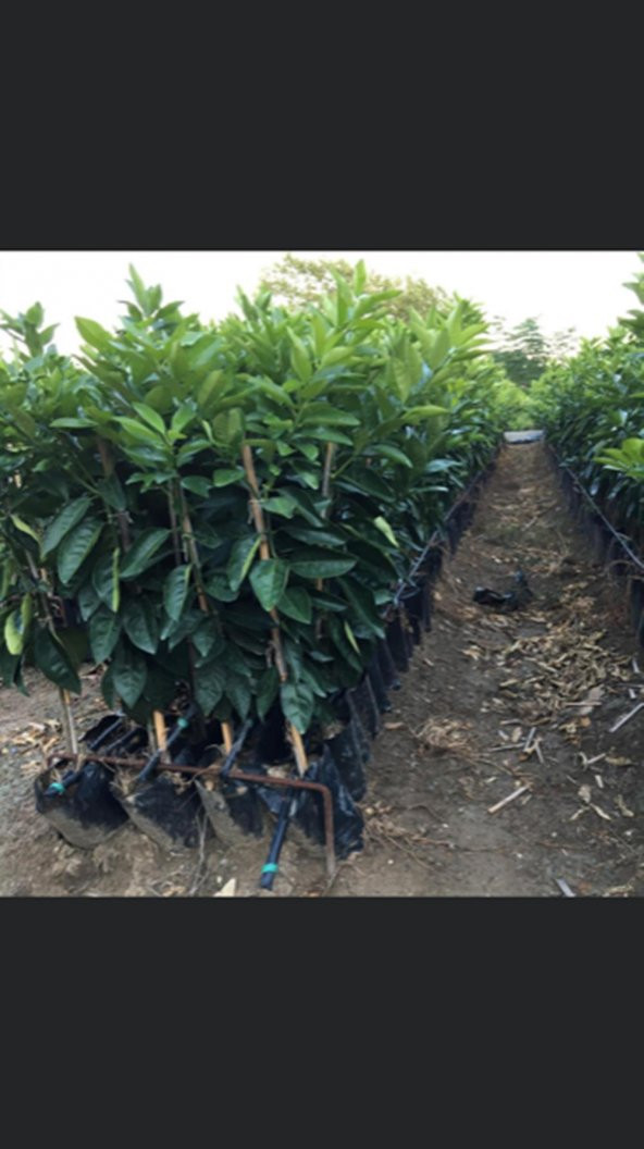 TÜPLÜ AŞILI FUKUMOTO PORTAKAL FİDANI YAŞ 1-2 BOY 90-110 CM SOĞUKLARA DAYANIKLI - 2