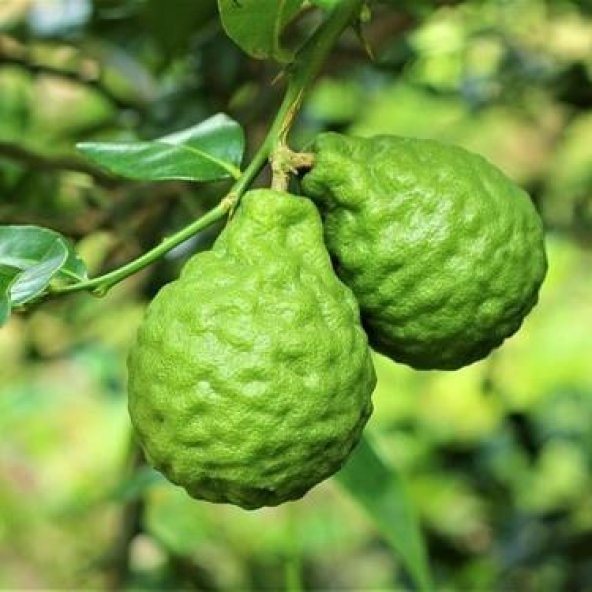 TÜPLÜ AŞILI BERGAMOT FİDANI 2 YAŞ - 70-90 BOY