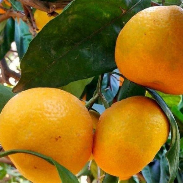 TÜPLÜ AŞILI PRİMASOL MANDALİNA FİDANI YAŞ 1-2 BOY 90-110CM(BOL VERİMLİ) ürün görseli
