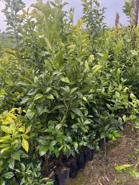 3 YAŞ YAFA PORTAKAL BOY 150-170 CM - Resim 2