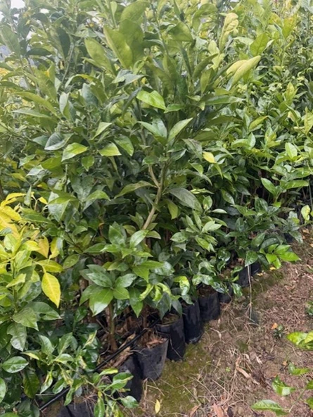 3 YAŞ YAFA PORTAKAL BOY 150-170 CM - Resim 3