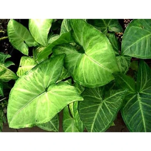 Melek Kanadı Çiçeği Fidanı 20-40 cm - Resim 2