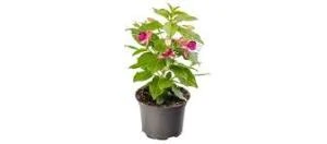 Fuchsia Küpeli Çiçeği 10-20 cm ürün görseli