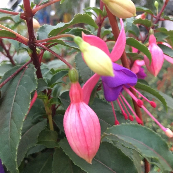 Fuchsia Küpe Küpeli Çiçeği Fidanı 10-20 cm - 6