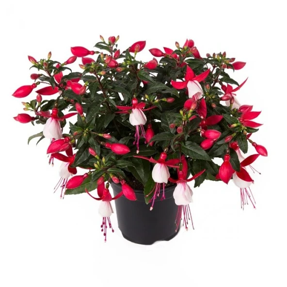 Fuchsia Küpe Küpeli Çiçeği Fidanı 10-20 cm - 2