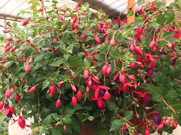 Fuchsia Küpeli Çiçeği 10-20 cm - Resim 2