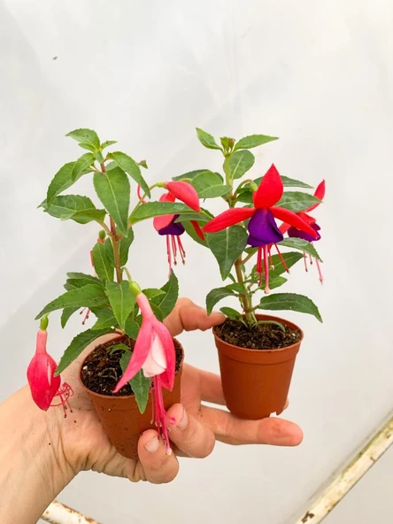 Pembe Küpeli Çiçeği Fidanı Fidesi 15-25 cm - 4