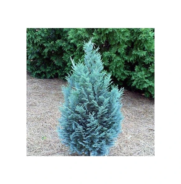 Mavi Elwoodii Çam Fidanı Chamaecyparis Ellwoodii 30-40 cm - 1