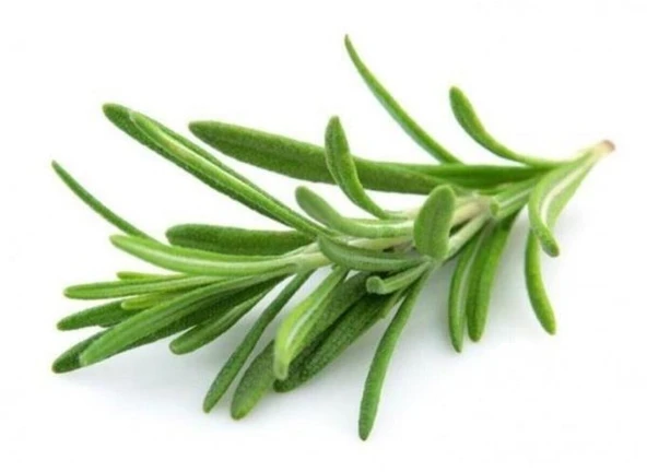 Eğrelti Yeşili Biberiye Bitkisi Fidanı ( Rosmarinus Officinalis) Saksıda 15-25 cm - 3