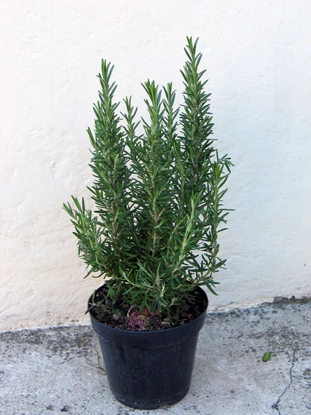 Eğrelti Yeşili Biberiye Bitkisi Fidanı ( Rosmarinus Officinalis) Saksıda 15-25 cm - 4