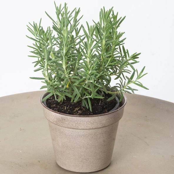 Eğrelti Yeşili Biberiye Bitkisi Fidanı ( Rosmarinus Officinalis) Saksıda 15-25 cm - 2