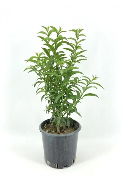 Melisa Kolanya Çiçeği Fidesi Fidanı 10-20 cm ürün görseli