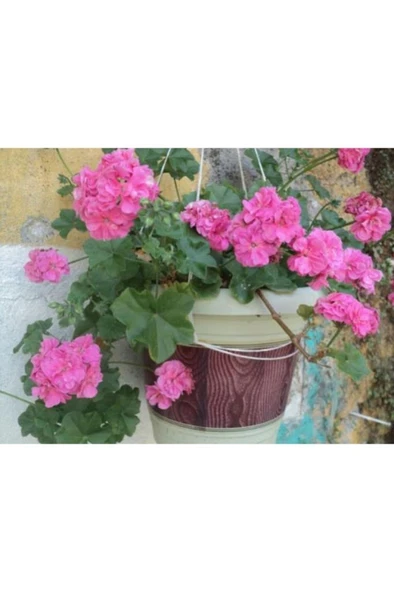 Sakız Sardunya Fidanı Saksılı Açık Pembe 10-20 Cm - 2