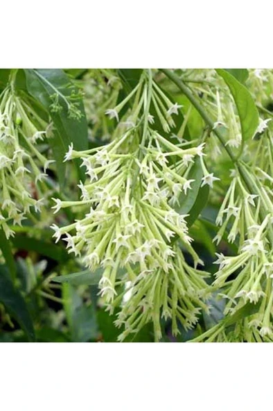 Melisa Parfüm Çiçeği Fidanı Canlı Çiçek - Cestrum Nocturnum 10-20 cm - 2