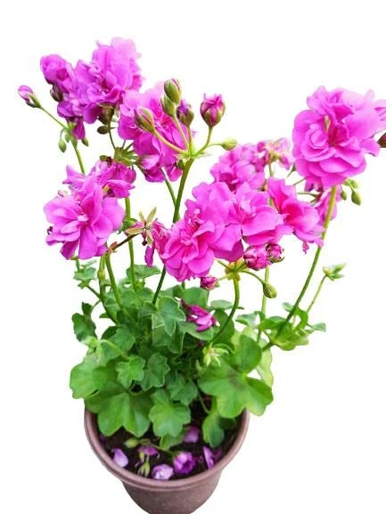 Sakız Sardunya Fidanı Saksılı Açık Pembe 10-20 Cm