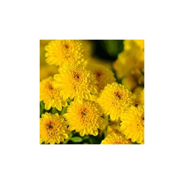 Buğday Sarısı Kasımpatı Fidanı Krizantem Chrysanthemum 10-20 cm - Resim 2