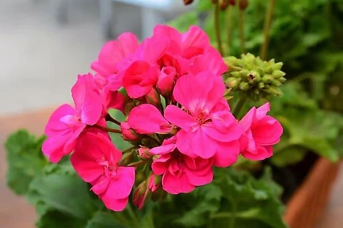 Sakız Sardunya Fidanı Saksılı Açık Pembe 10-20 Cm - 3