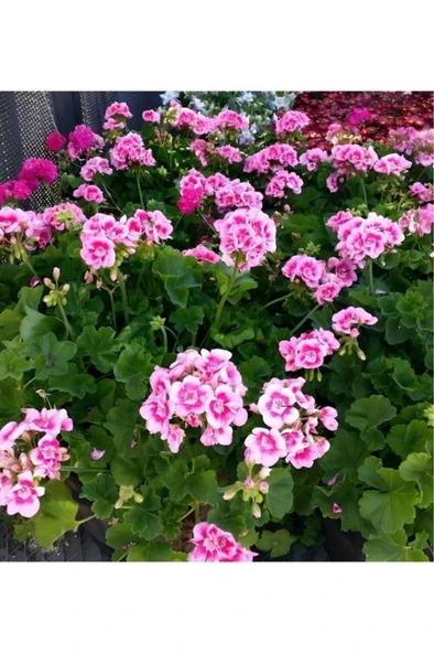 Açık Pembe Ceylangözü Sardunya Çiçeği 10-20 Cm - Resim 2