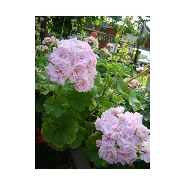 1 Adet Karışık Renk Ceylangözü Sardunya Fidesi Fidanı 8.5 cm Saksıda - Resim 4