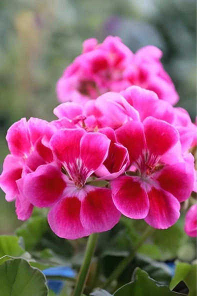 Açık Pembe Ceylangözü Sardunya Çiçeği 10-20 Cm ürün görseli