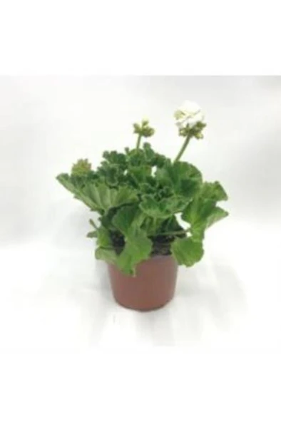 Açık Pembe Ceylangözü Sardunya Çiçeği 10-20 Cm - Resim 3