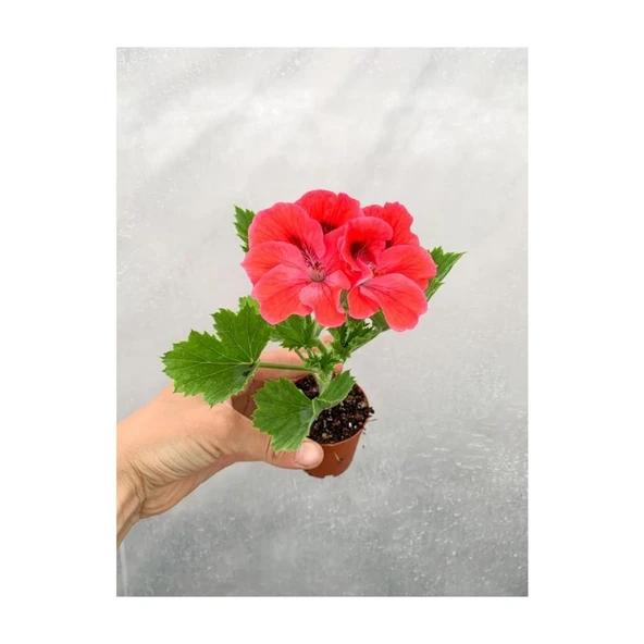 Turuncu Somon Ceylangözü (Canan) Sardunya Fidanı 10-20 cm