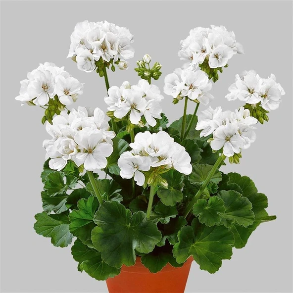 Sardunya Çiçeği Fidanı - Pelargonium - Beyaz Renk 10-20 Cm - 4