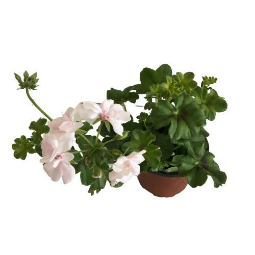 Sardunya Çiçeği Fidanı - Pelargonium - Beyaz Renk 10-20 Cm - 3