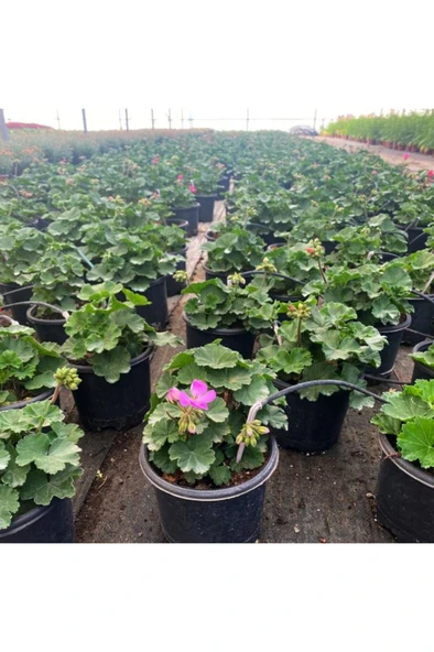 Sardunya Çiçeği Fidanı - Pelargonium - Pembe Renk 10-20 Cm - Resim 4