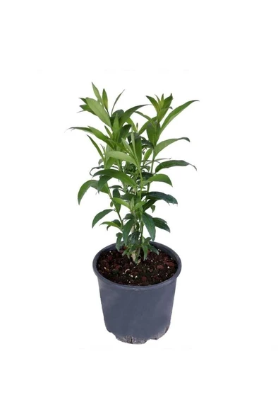 Melisa Parfüm Çiçeği Fidanı Canlı Çiçek - Cestrum Nocturnum 10-20 cm