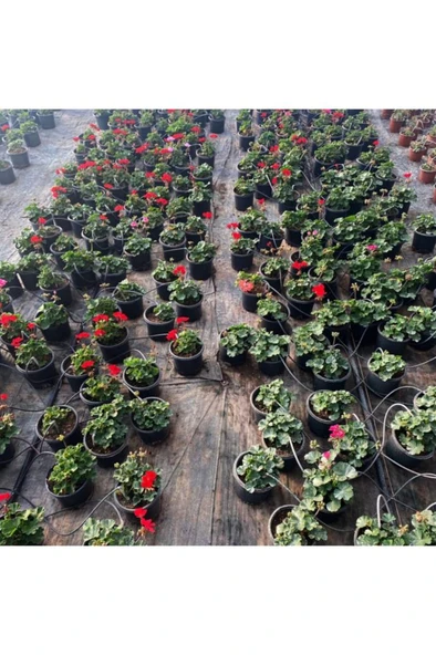 Sardunya Çiçeği Fidanı - Pelargonium - Açık Pembe Renk 10-20 Cm - Resim 5