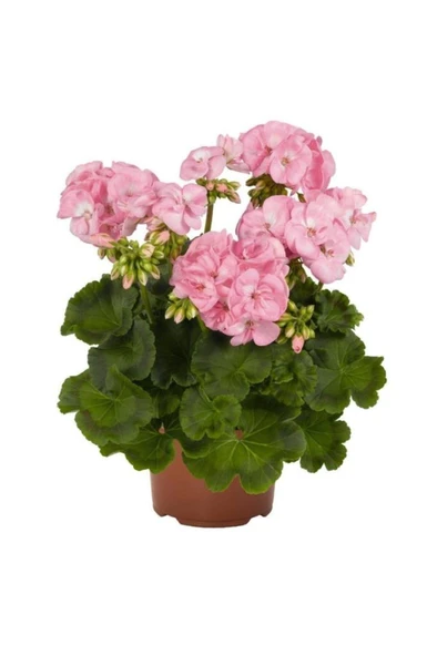 Sardunya Fidanı Saksılı Açık Pembe 10-20 cm ürün görseli