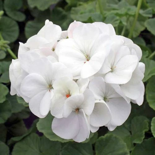 Sardunya Çiçeği Fidanı - Pelargonium - Beyaz Renk 10-20 Cm - 2