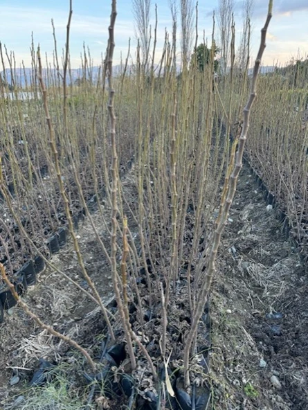 TÜPLÜ 2 YAŞ TİGER FİG İNCİR FİDANI  BOY 150-180 CM - Resim 3