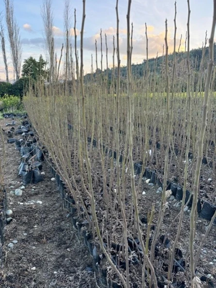 TÜPLÜ 2 YAŞ TİGER FİG İNCİR FİDANI  BOY 150-180 CM - Resim 5