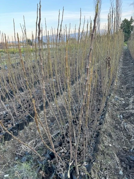 TÜPLÜ 2 YAŞ TİGER FİG İNCİR FİDANI  BOY 150-180 CM - Resim 4