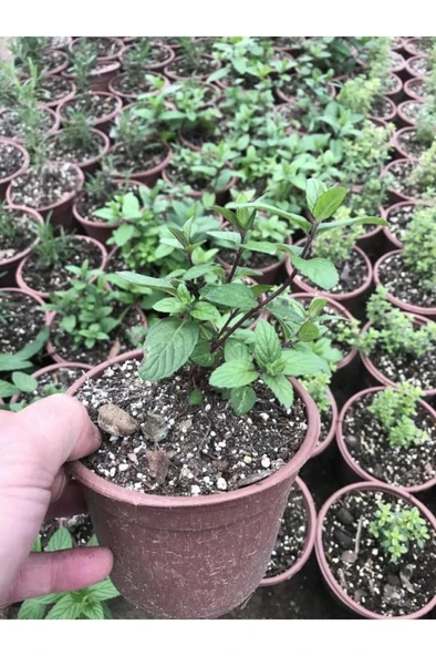 Saksılı Nane Fidanı Fidesi 10-20 Cm 5 Adet Mentha - Resim 2