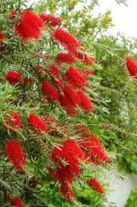 Saksılı Fırça Çalısı Çiçeği Fidanı Callistemon Laevis 50-100 cm ürün görseli