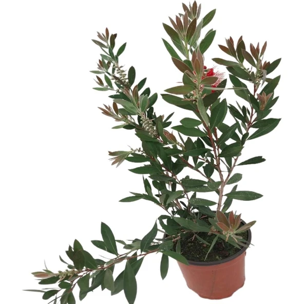 Callistemon Laevis Fırça Çalısı Fidanı 50-100 cm