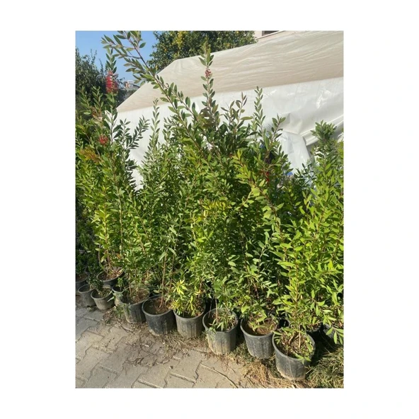Saksılı Fırça Çalısı Çiçeği Fidanı Callistemon Laevis 50-100 cm - Resim 2