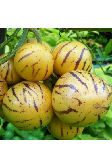 Saksıda Pepino Fidanı 6 Adet - Resim 2