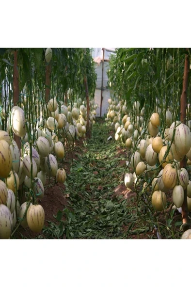 Saksıda Pepino Fidanı 6 Adet - Resim 4