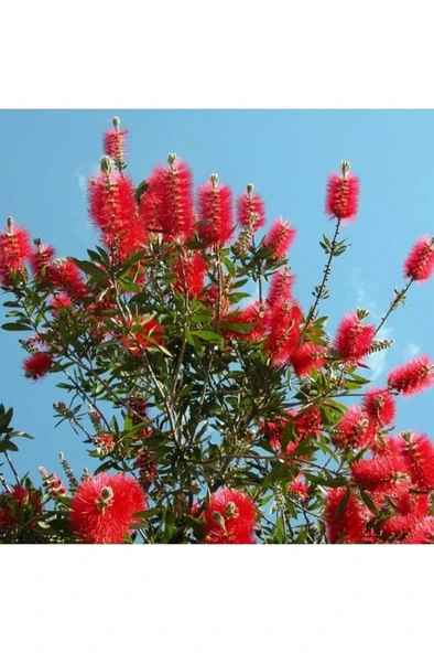 Fırça Çalısı Fidanı Callistemon Leavis, 50-70 Cm