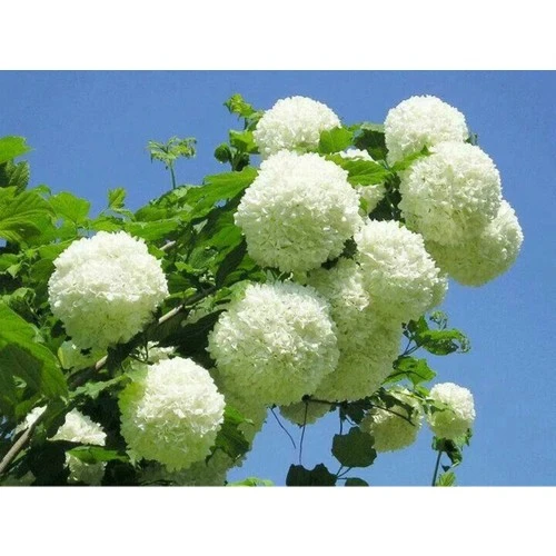 Kartopu Çiçeği Fidanı Fidesi 40-60 cm ürün görseli