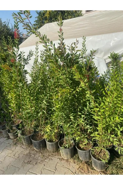 Tüplü Fırça Çalısı Çiçeği Fidanı 50-90 cm - Resim 2