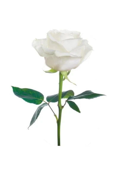 Kar Beyaz Gül Fidanı Fidesi (Beyaz) 10-20 cm