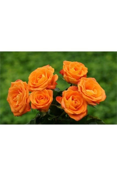 Aşılı Gül Fidanı Kayısı Somon Renk 15-25 cm - Resim 2