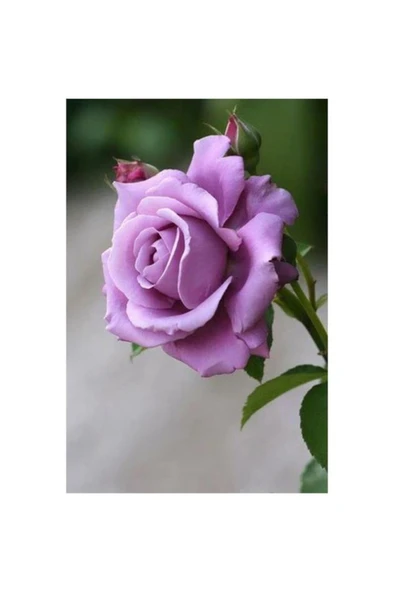 Gül Fidanı Lila Renk, Saksıda 15-25 cm ürün görseli